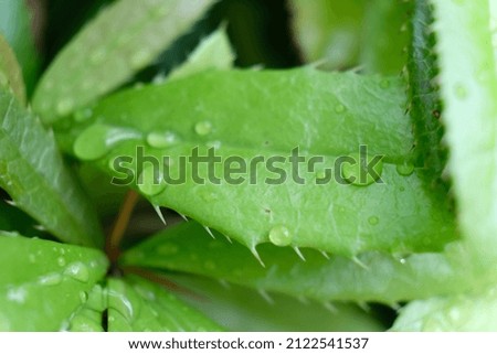 on the blades of grass are small drops of water