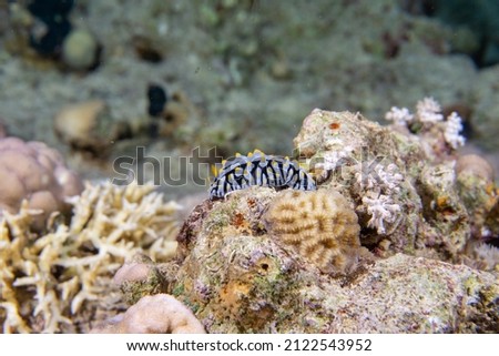 White and black with yellow speckled nudibranch coral reef. The Red Sea.