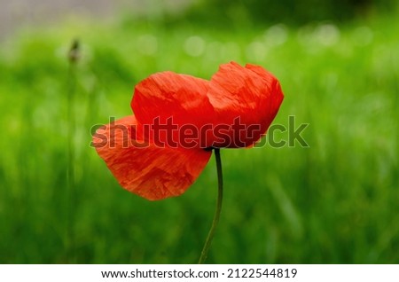 red poppy flower blooming in the spring