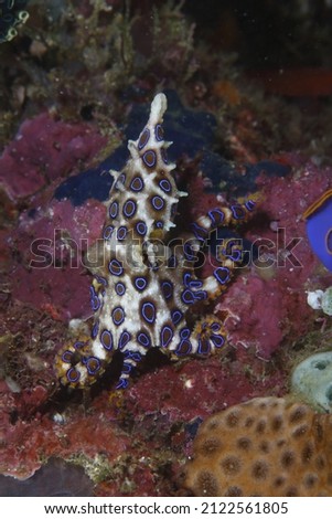 Blue ringed octopus swimming between corals