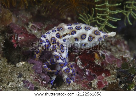 Blue ringed octopus swimming between corals