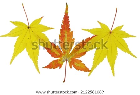 take pictures with fallen maple leaves on a white background that tells you autumn
