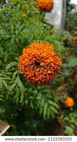 Dahaspethiya flower in my garden. Its color is highlight orange.