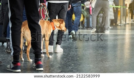 Traveling with animals concept. Dog in line of people at airport Royalty-Free Stock Photo #2122583999