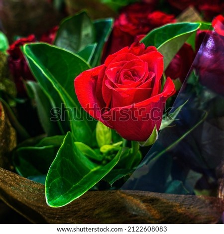 Close-up view of a single red rose blossom and green foliage isolated from a blurred background.