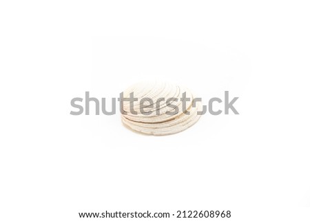 Isolated shells with white Background.