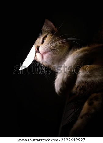 Close-up photo of a cat who wants to reach for a bright light