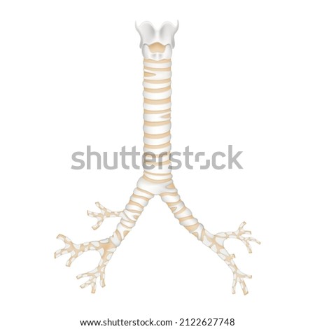 Isolated human trachea and bronchioles. Realistic 3d Vector illustration design Royalty-Free Stock Photo #2122627748