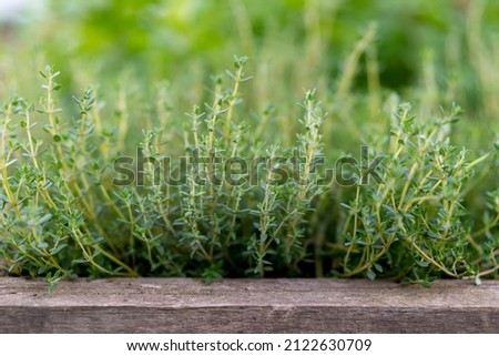 Thyme growing in a wooden crate outdoor. Organic herb cultivation, agriculture concept. Royalty-Free Stock Photo #2122630709