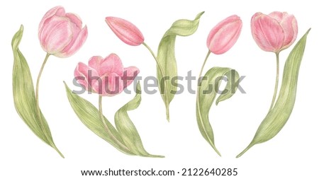 Watercolor hand drawn flowers tulips set in vintage style. Spring Botanical illustration isolated. Perfect for greeting cards, wedding invitation, birthday and mothers day cards.
