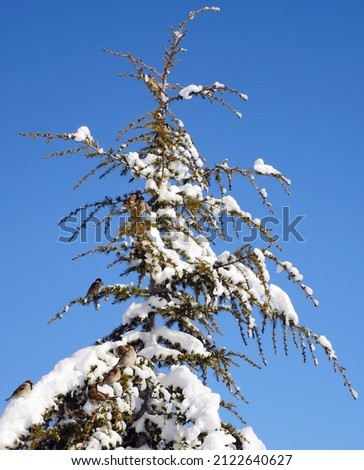 snow fell on the pine trees, snow puddles on the trees, pine trees and snow, snow and sparrows on pine trees,