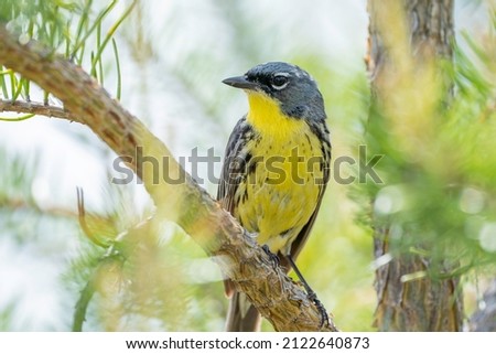 A kirtland's warbler perches in a jack pine, an endangered species that is losing habit due to overdevelopment and deforestation in north central Michigan.  Royalty-Free Stock Photo #2122640873