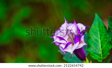 Beautiful thorn apple with violet and white flower in backlit. Indian Datura stramonium , known by the common names thorn apple Royalty-Free Stock Photo #2122654742