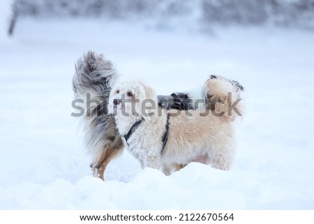 Two dogs standing in snow and sniffing each other. Photo taken on a lovely december day with snow covered field.