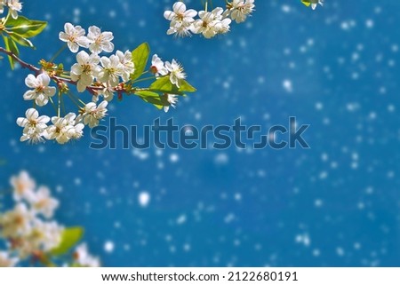 nature. Blossoming branch cherry. Bright colorful spring flowers