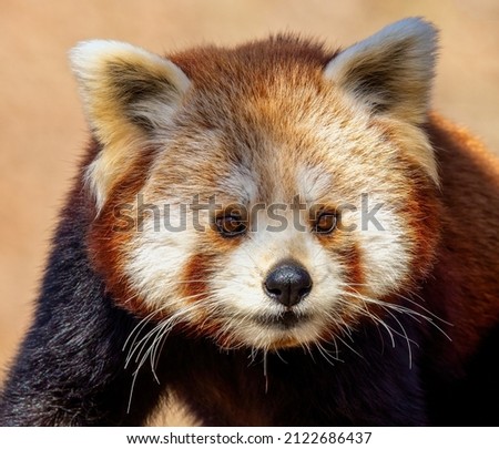 portrait of a red panda