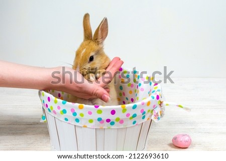 Woman's hand supports cute red rabbit in a basket on a light background.