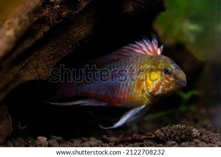 The Hongslo's Dwarf Cichlid (Apistogramma hongsloi) is a distinctively colorful species that is very recognizable by the pink coloration on its face, underside, and fins. Royalty-Free Stock Photo #2122708232