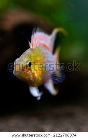 The Hongslo's Dwarf Cichlid (Apistogramma hongsloi) is a distinctively colorful species that is very recognizable by the pink coloration on its face, underside, and fins.