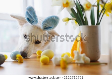Cute dog in bunny ears and stylish easter eggs, flowers, decor on wooden table. Happy Easter. Pet and easter at home. Adorable white swiss shepherd dog in bunny ears in sunny room