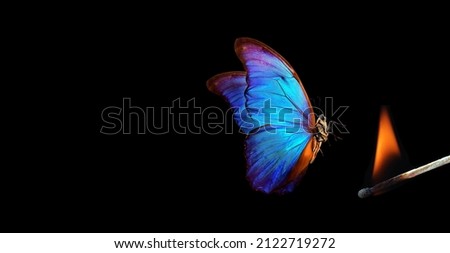 butterfly flying into the light. bright tropical morpho butterfly and flame on black background. temptation and danger. burning match
