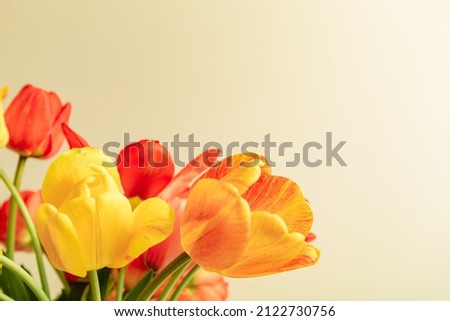 Detail of flowers bouquet of multicolored tulips in vintage style on beige color background with copy space. Business card. Invitation postcard. Place for greeting text. International holiday. Banner.