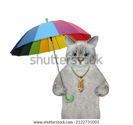 An ashen cat is under a colorful umbrella. White background. Isolated.