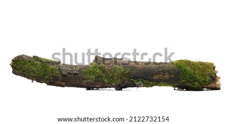 Green moss on rotten branch isolated on white, side view Royalty-Free Stock Photo #2122732154