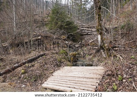 a wooden log bridge lies on the edge of an overgrown forest