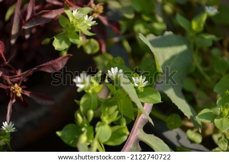 Stellaris media, common chickweed, is an annual flowering plants in the carnation family Caryophllaceae.It is grown as a vegetable crop and ground cover for both human and poultry