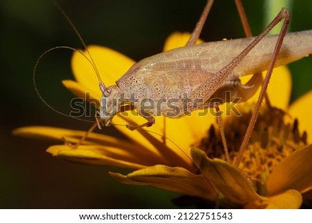 Phaneroptera nana, common name southern sickle bush-cricket. Royalty-Free Stock Photo #2122751543