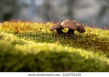 Picture of mushrooms in forest, nature