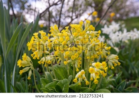 The beautiful Primula Veris flowers in a garden Royalty-Free Stock Photo #2122753241