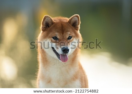 Close-up Portrait of beautiful red Shiba inu dog at sunset in summer in autumn. Happy japanese shiba inu dog in backlight