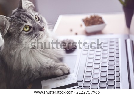 A gray cat works on a laptop, looks at the monitor. Paws on the keyboard, next to a credit card and dry cat food. The cat orders food online. Online shopping, work from home and freelance concept. Royalty-Free Stock Photo #2122759985