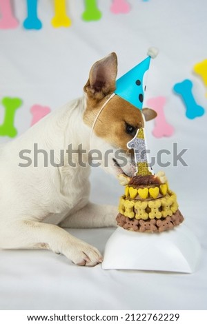 Jack Russell Terrier dog lies on a white background with a garland in the form of bones in a cap and licks his birthday cake decorated with bones and hearts with candle in the shape of the number one 