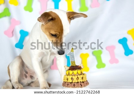 Jack Russell Terrier dog sits on a white background with a garland in the form of bones with a head down and looks on birthday cake decorated with bones and hearts with candle in the shape of the one