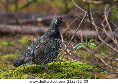A View of Male Spruce Grouse, Falcipennis canadensis, in boreal forest