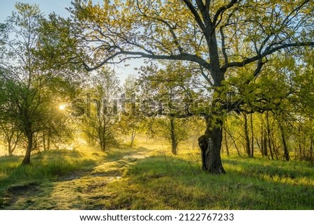 Serene summer rural landscape with green trees and country dirt road at sunrise in spring. Beautiful morning nature scene with blooming trees and plants at sunny springtime morning Royalty-Free Stock Photo #2122767233