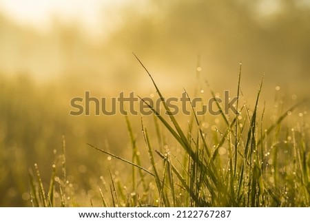 Morning dew on fresh grass in sunrise yellow light. Nature background. Shallow DOF. Purity and freshness of nature concept. Lush meadow grass with dew drops in morning light in spring summer outdoors Royalty-Free Stock Photo #2122767287