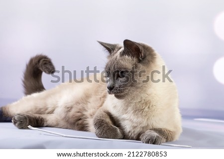 Portrait of a Thai cat lying quietly and watching. Delicate pastel background, close-up