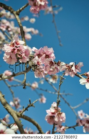 Blooming almond branches against blue sky on a sunny day. Selective focus. Welcome spring. Nature floral background. Bitter almond tree. Botanical name: Prunus dulcis. Sakura