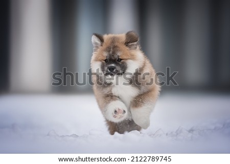 Cute akita inu puppy running through the snow on a blue background. Crazy dog