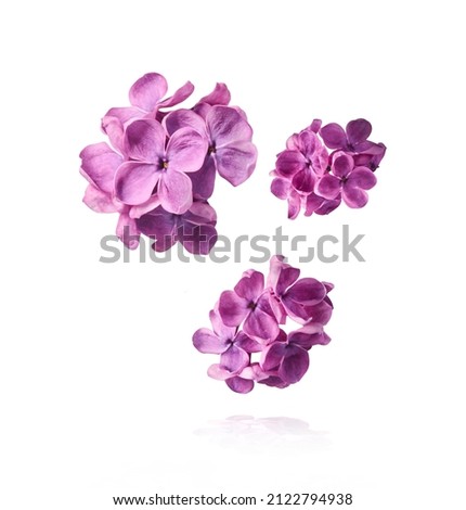 Fresh lilac blossom beautiful purple flowers falling in the air isolated on white background. Zero gravity or levitation spring flowers conception, high resolution image Royalty-Free Stock Photo #2122794938
