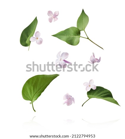Fresh lilac blossom beautiful purple flowers falling in the air isolated on white background. Zero gravity or levitation spring flowers conception, high resolution image Royalty-Free Stock Photo #2122794953