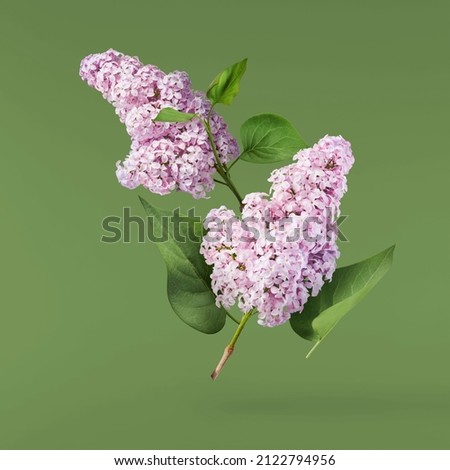 Fresh lilac blossom beautiful purple flowers falling in the air isolated on green  background. Zero gravity or levitation spring flowers conception, high resolution image