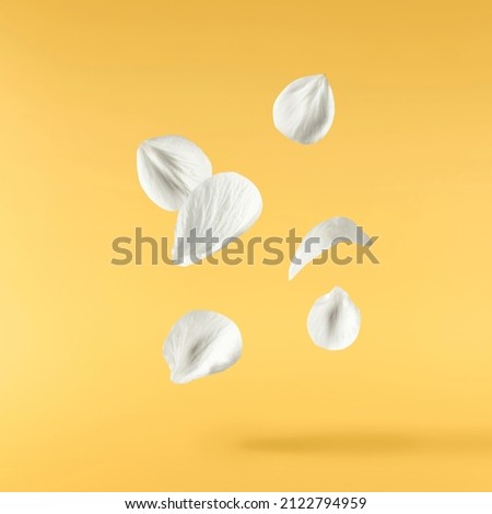 A beautiful image of sping white cherry flowers flying in the air on yellow background. Levitation conception. Hugh resolution image