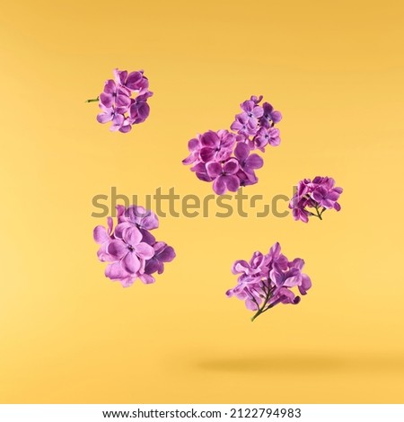 Fresh lilac blossom beautiful purple flowers falling in the air isolated on yellow background. Zero gravity or levitation spring flowers conception, high resolution image