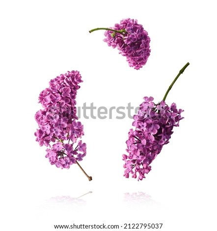 Fresh lilac blossom beautiful purple flowers falling in the air isolated on white background. Zero gravity or levitation spring flowers conception, high resolution image Royalty-Free Stock Photo #2122795037