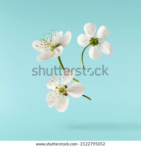 A beautiful image of sping white cherry flowers flying in the air on the turquoise background. Levitation conception. Hugh resolution image